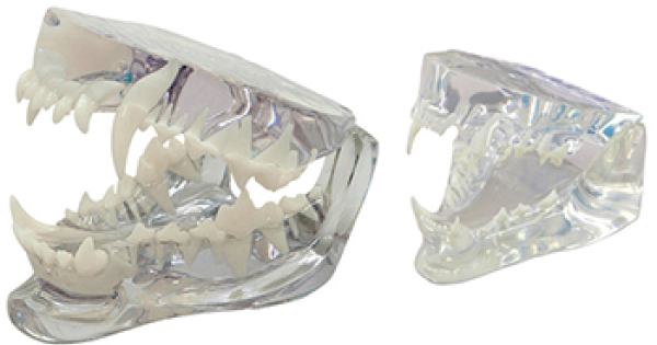 Dental Models